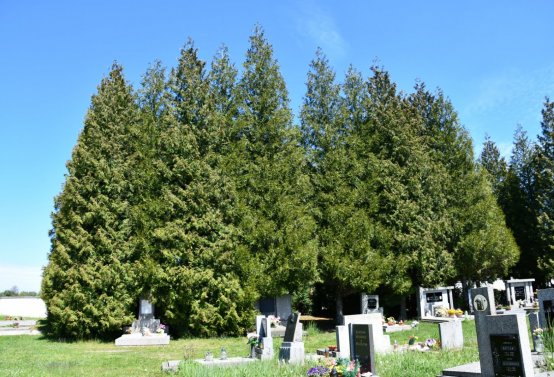 Rozptylová loučka, O.C., 2024