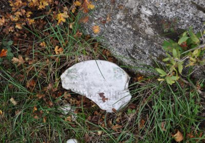 Bílence, Omnium, 2020