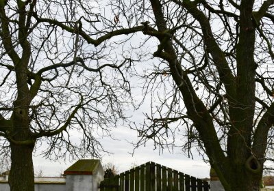 Bílence, Omnium, 2020