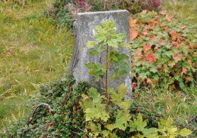 Loučná pod Klínovcem, Omnium, 2020