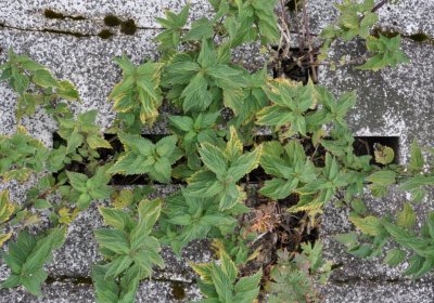 Loučná pod Klínovcem, Omnium, 2020