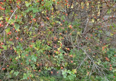 Loučná pod Klínovcem, Omnium, 2020