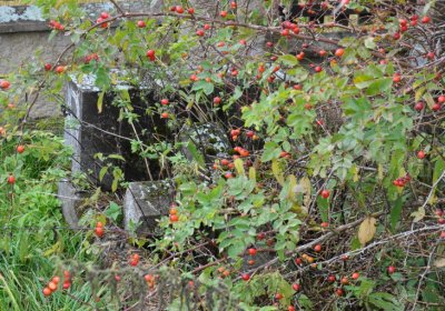 Loučná pod Klínovcem, Omnium, 2020