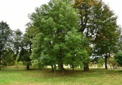 Hora Svatého Šebestiána, Omnium, 2020