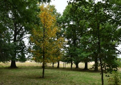 Hora Svatého Šebestiána, Omnium, 2020