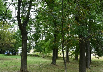 Hora Svatého Šebestiána, Omnium, 2020