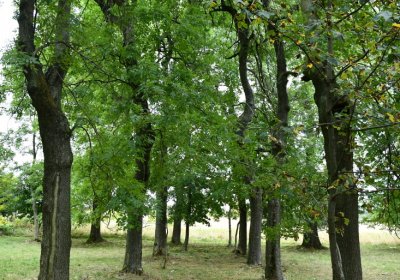 Hora Svatého Šebestiána, Omnium, 2020