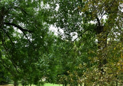 Hora Svatého Šebestiána, Omnium, 2020