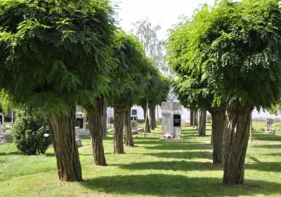 Sedláček Hugo, 2015