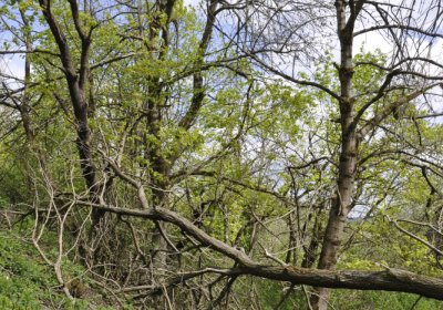 Sedláček Hugo, 2015