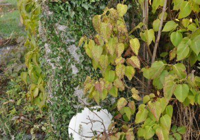 Měděnec, Omnium, 2020