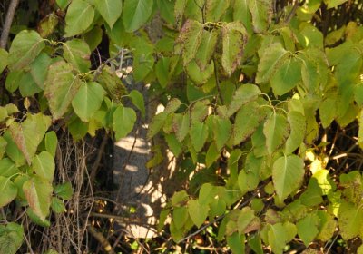 Měděnec, Omnium, 2020