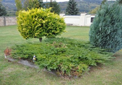 Okounov, Omnium, 2020