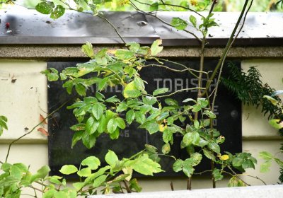 Okounov, Omnium, 2020