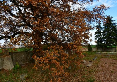 Údlice nový židovský hřbitov, Omnium, 2020