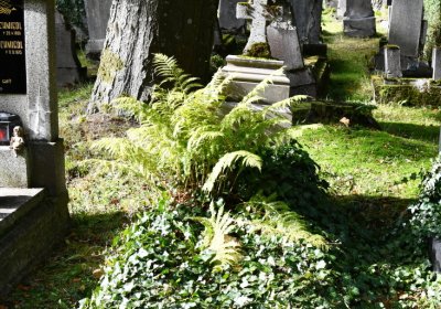 Vejprty, Omnium, 2020