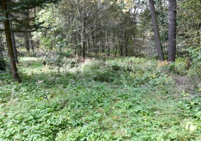 Vejprty, Omnium, 2020