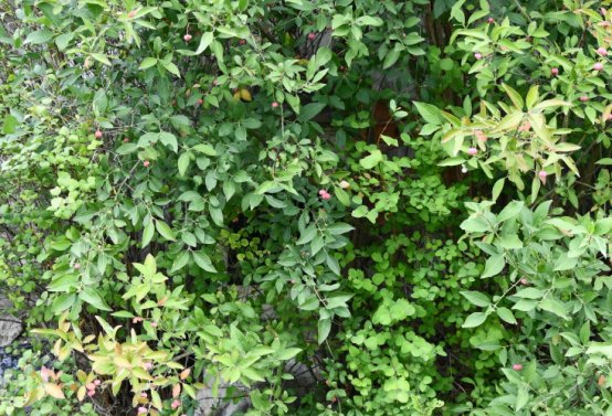 Veliká Ves, Omnium, 2020