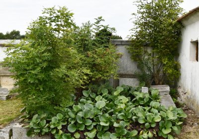 Veliká Ves, Omnium, 2020