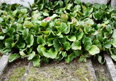 Široké Třebčice, Omnium, 2020