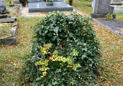 Vilémov obecní, Omnium, 2020