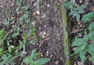 Výsluní, Omnium, 2020