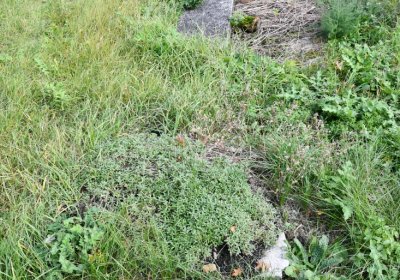 Želina, Omnium, 2020