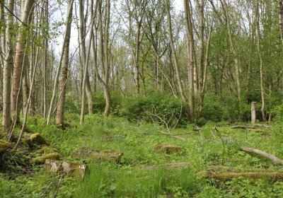 Sedláček Hugo, 2015