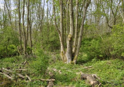 Sedláček Hugo, 2015