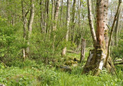 Sedláček Hugo, 2015