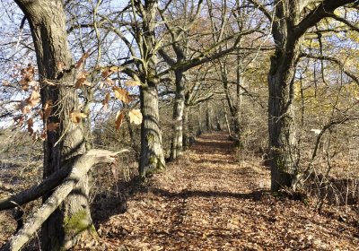 Sedláček Hugo, 2016