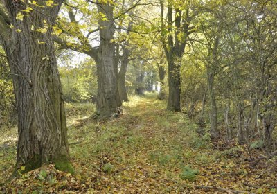 Sedláček Hugo, 2015