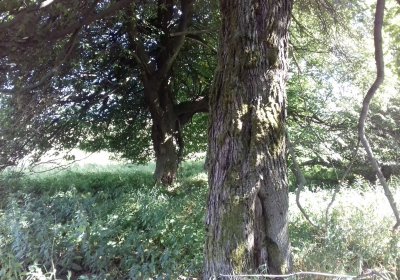 Kmínek Michal, 2019