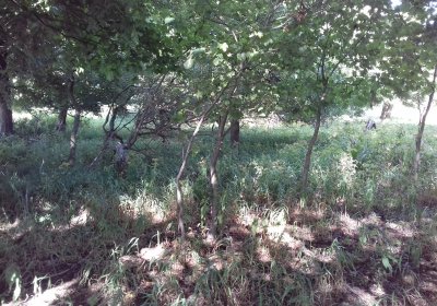 Kmínek Michal, 2019