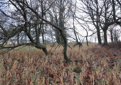 Rusová, Omnium, 2020