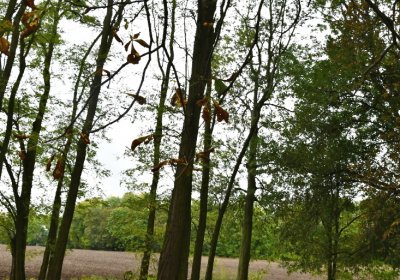 Radechov, Omnium, 2020