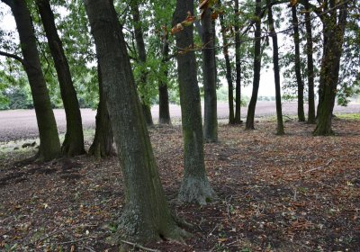 Radechov, Omnium, 2020