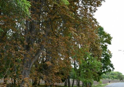 Radechov, Omnium, 2020