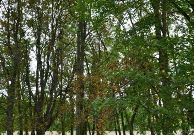 Radechov, Omnium, 2020