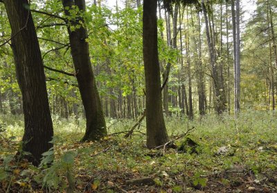 Sedláček Hugo, 2014