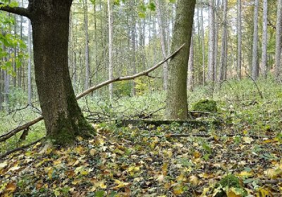 Sedláček Hugo, 2014