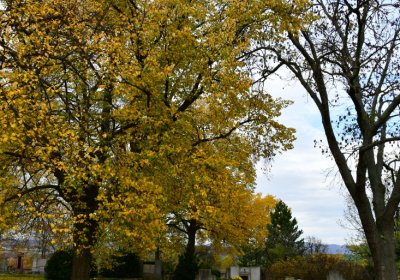 Přečaply, Omnium, 2020