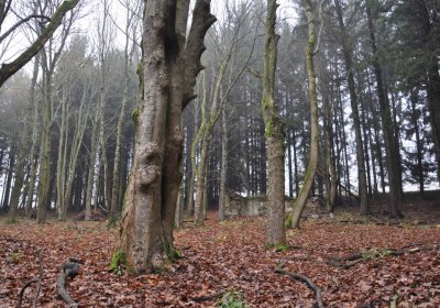 Menhartice, Omnium, 2020