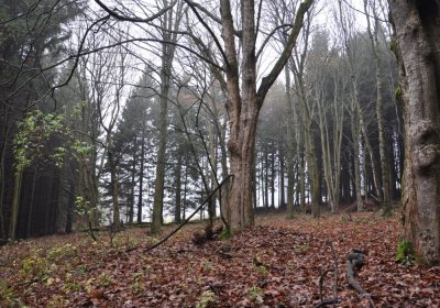 Menhartice, Omnium, 2020