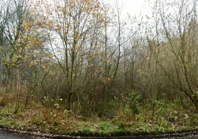 Menhartice, Omnium, 2020