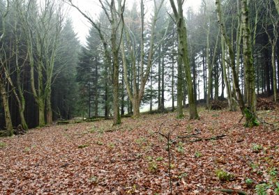 Menhartice, Omnium, 2020