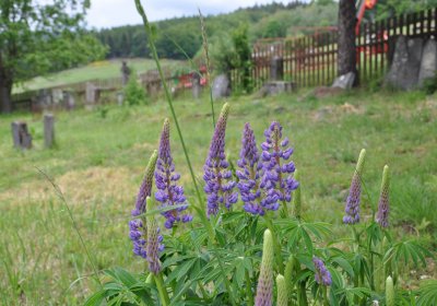 Louchov, Omnium, 2020