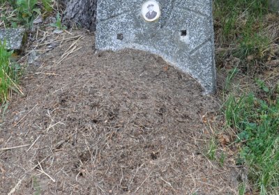 Louchov, Omnium, 2020