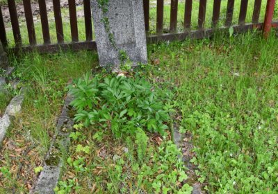 Louchov, Omnium, 2020