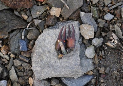 Přísečnice, Omnium, 2020